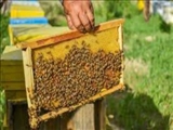 برگزاری دوره آموزشی رایگان فرآوری زنبور عسل در اداره جهاد کشاورزی دماوند