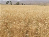 برداشت ۵۵۸ تن گندم از سطح ۲۰۰ هکتار از مزارع کشاورزی شهرستان دماوند