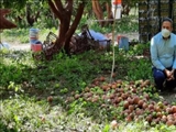نبود کارخانه فرآوری میوه و صنایع تبدیلی در شهرستان دماوند