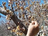 دماوند در شوک سرمای ناگهانی/ بین ۵۰ تا ۱۰۰ درصد باغات دماوند دچار سرمازدگی شدند