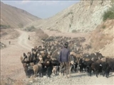 آغاز طرح نظارت بر واکسناسیون و کنترل پروانه چرای دام در دماوند