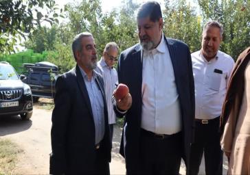 آیین کیل گیری و برداشت سیب درختی در شهرستان دماوند
